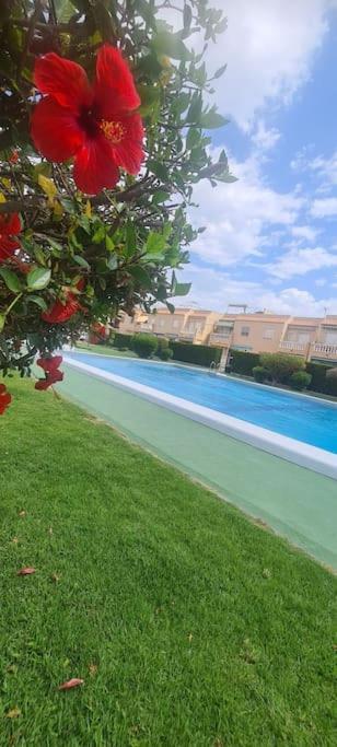 Bungalow Avec Piscine Torrevieja Exterior foto