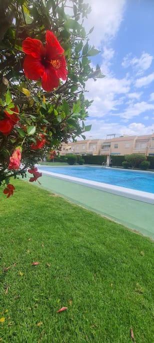 Bungalow Avec Piscine Torrevieja Exterior foto